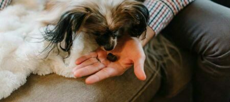 Dinner for Dogs - Das perfekte Geschenk für ihren Liebling