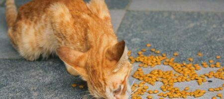 Katzenland ist Ihr Onlineshop für Katzenfutter und Zubehör