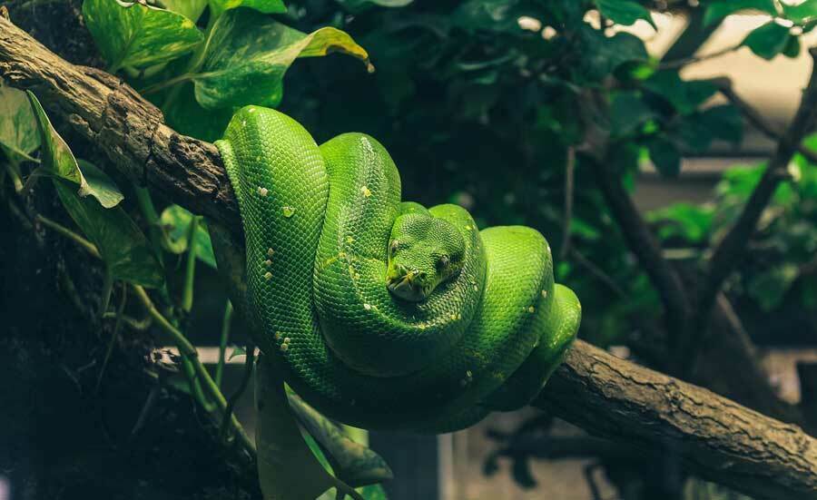 Terrarium günstig online kaufen