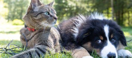 Natürliche Tierpflege- und Tiernahrungsergänzungsprodukte