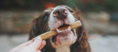 Gesundes Hundefutter online bestellen