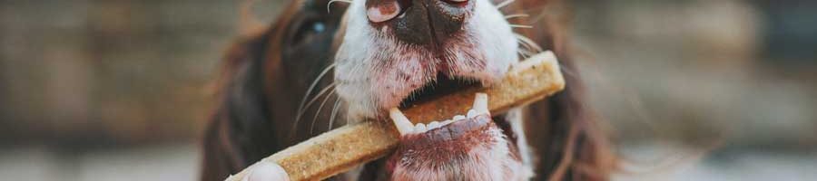 Gesundes Hundefutter online bestellen